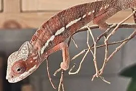 Samiec Kameleon lamparci Ambiobe