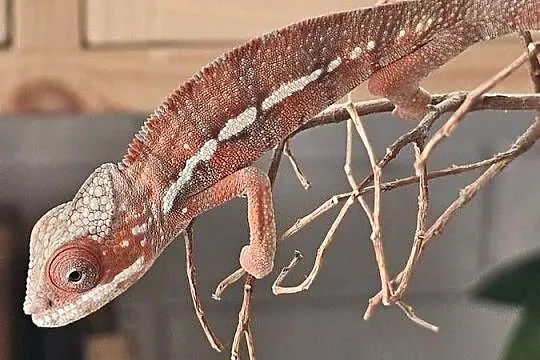 Samiec Kameleon lamparci Ambiobe