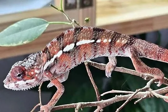Samiec Kameleon lamparci Ambiobe, Małopolskie, Kraków