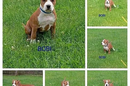 American Staffordshire Terrier, Podlaskie, Sokoły
