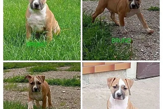 American Staffordshire Terrier, Podlaskie, Sokoły
