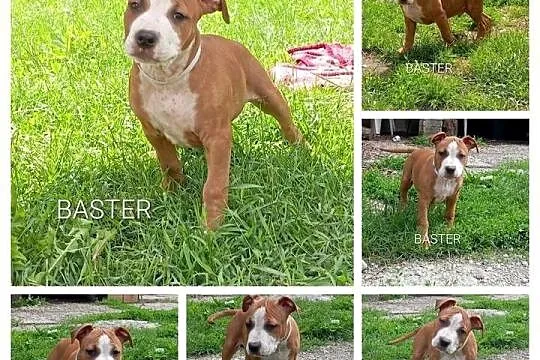 American Staffordshire Terrier, Podlaskie, Sokoły