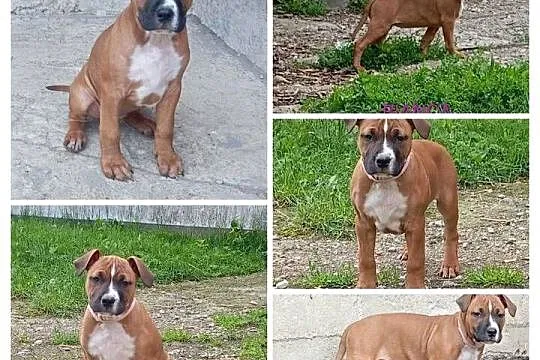 American Staffordshire Terrier, Podlaskie, Sokoły