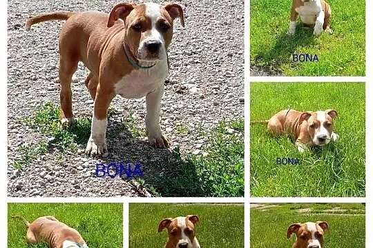 American Staffordshire Terrier, Podlaskie, Sokoły