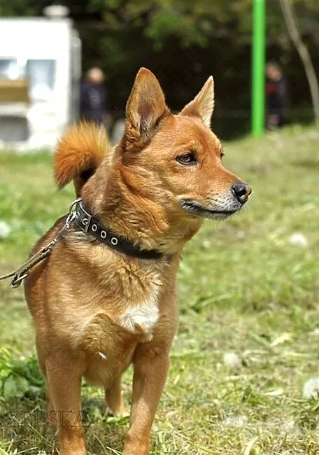 Rocky - mały, rudy lisek :)