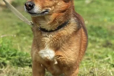 Rocky - mały, rudy lisek :)