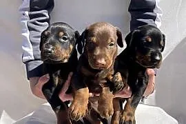 Doberman – Piękne Szczenięta