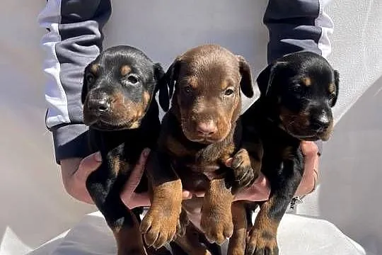 Doberman – Piękne Szczenięta