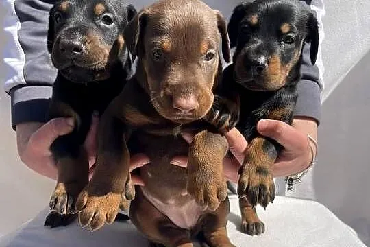 Doberman – Piękne Szczenięta, Opolskie, Walce