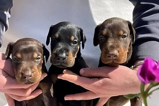 Doberman – Piękne Szczenięta, Opolskie, Walce