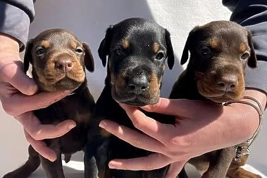 Doberman – Piękne Szczenięta, Opolskie, Walce