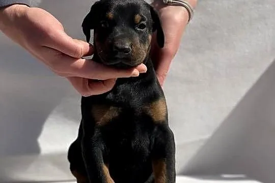 Doberman – Piękne Szczenięta, Opolskie, Walce