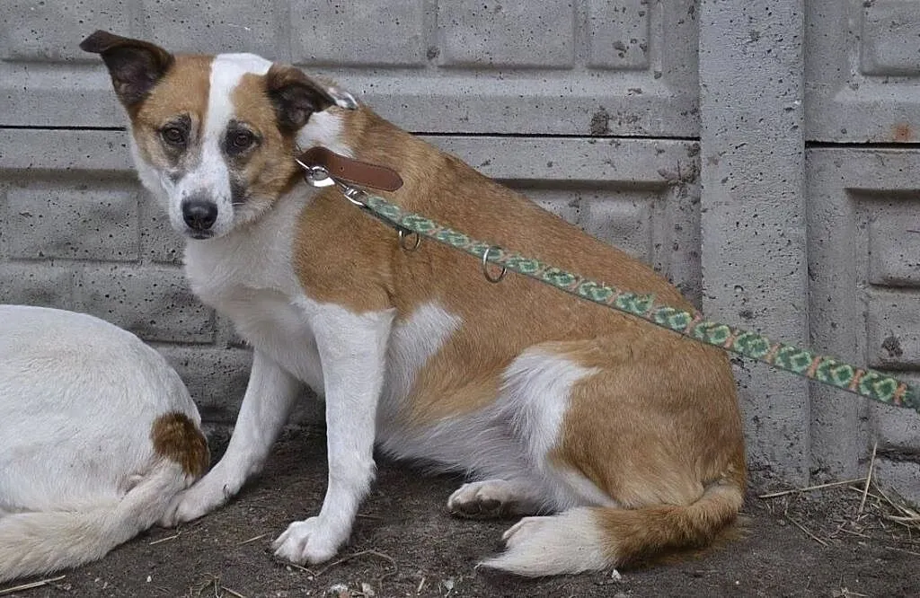 Vika-16kg, 10lat, bardzo delikatna psinka, spokojna, cichutka, nienachalna, nieśmiała - POMOCY, Mazowieckie, Warszawa