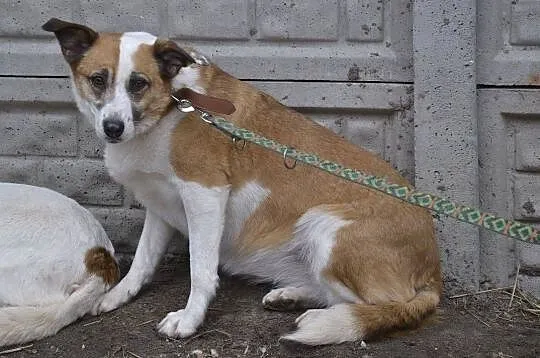 Vika-16kg, 10lat, bardzo delikatna psinka, spokojna, cichutka, nienachalna, nieśmiała - POMOCY, Mazowieckie, Warszawa
