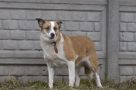 Vika-16kg, 10lat, bardzo delikatna psinka, spokojna, cichutka, nienachalna, nieśmiała - POMOCY, Mazowieckie, Warszawa