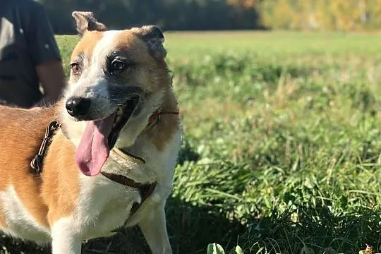Vika-16kg, 10lat, bardzo delikatna psinka, spokojna, cichutka, nienachalna, nieśmiała - POMOCY, Mazowieckie, Warszawa