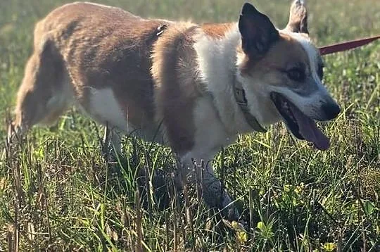 Vika-16kg, 10lat, bardzo delikatna psinka, spokojna, cichutka, nienachalna, nieśmiała - POMOCY, Mazowieckie, Warszawa