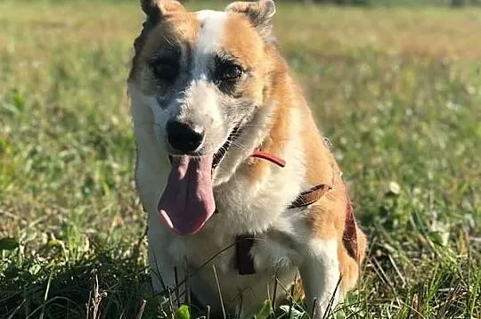 Vika-16kg, 10lat, bardzo delikatna psinka, spokojna, cichutka, nienachalna, nieśmiała - POMOCY, Mazowieckie, Warszawa