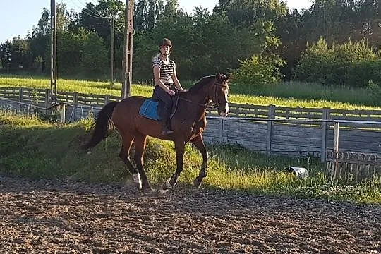 Sprzedam klacz źrebną