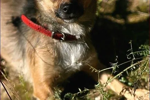 Mikrosunia Funia :)