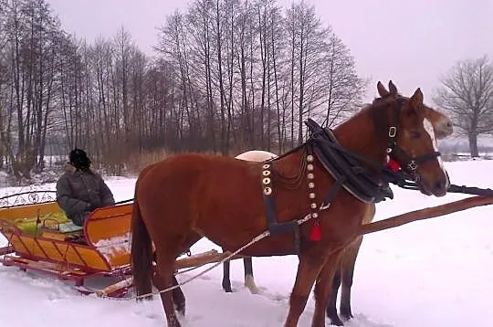 Sprzadam klacz małopolską pod siodło