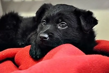 Ok. 2-mies. uroczy FALKOR szuka dobrego domu!, mazowieckie Warszawa