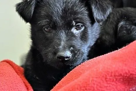 Ok. 2-mies. uroczy FALKOR szuka dobrego domu!,  ma