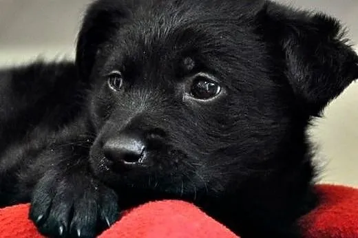 Ok. 2-mies. uroczy FALKOR szuka dobrego domu!,  ma