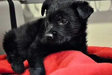 Ok. 2-mies. uroczy FALKOR szuka dobrego domu!,  ma