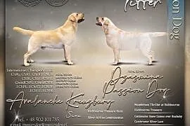 Labrador biszkoptowe szczenięta ZKwP/FCI, Chotów