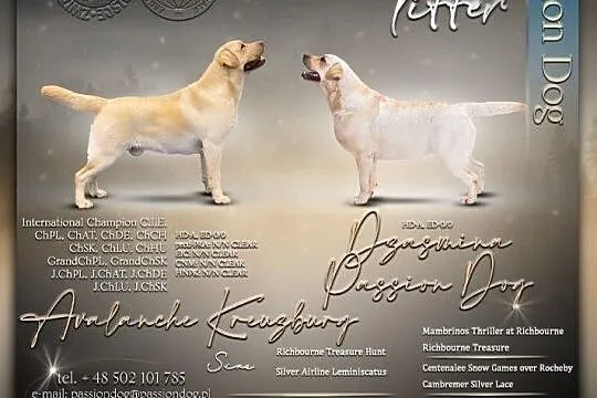 Labrador biszkoptowe szczenięta ZKwP/FCI, Chotów