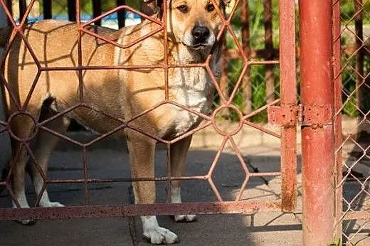 Kochana, cudna Vega szuka swojego ogrodu i ludzia 