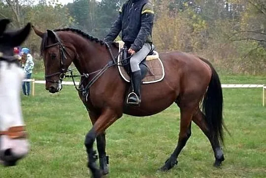 Klacz siodło, zaprzęg, hodowla