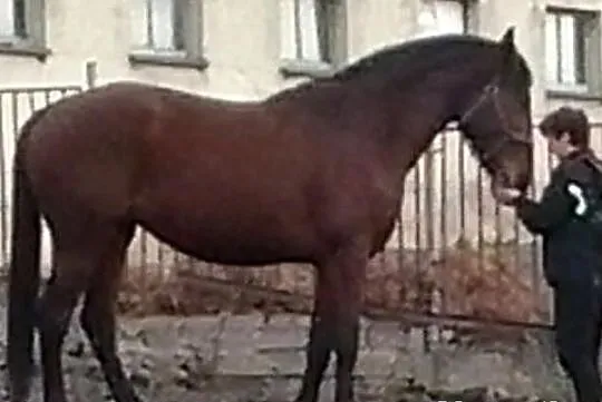 Klacz siodło, zaprzęg, hodowla