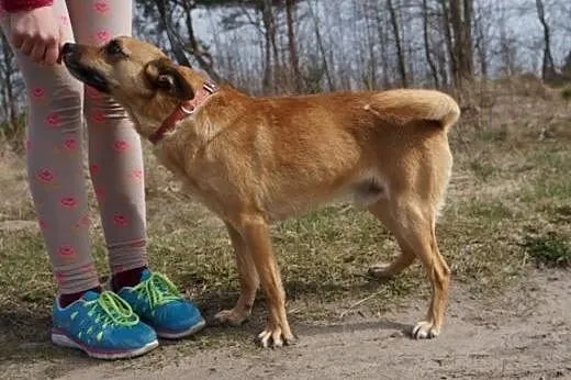 Wedel - słodki psiak do adopcji,  dolnośląskie Wro