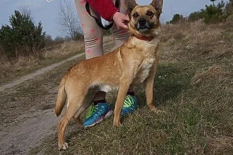 Wedel - słodki psiak do adopcji,  dolnośląskie Wro