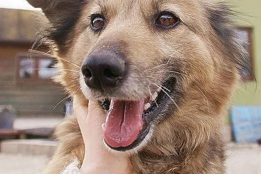 Wspaniała Kuleczka, łagodna z kochającym serduszkiem czeka na dom!,  Kundelki cała Polska
