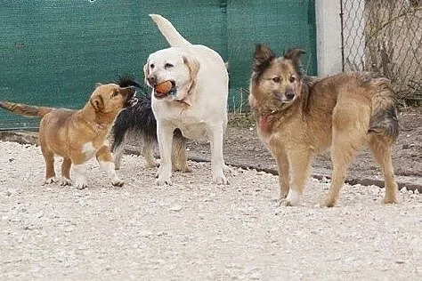 Wspaniała Kuleczka, łagodna z kochającym serduszki