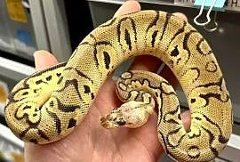 Python regius, wąż królewski