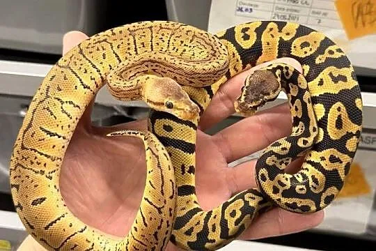 Python regius, wąż królewski, Dolnośląskie, Bielany Wrocławskie