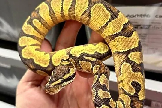 Python regius, wąż królewski, Dolnośląskie, Bielany Wrocławskie
