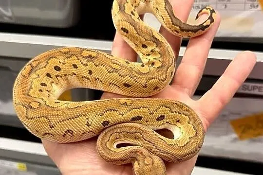 Python regius, wąż królewski, Dolnośląskie, Bielany Wrocławskie