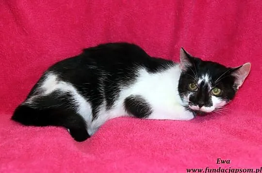 Ewa - czarno - biała koteczka, Nowy Dwór Mazowiecki