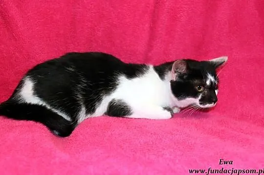 Ewa - czarno - biała koteczka, Nowy Dwór Mazowiecki