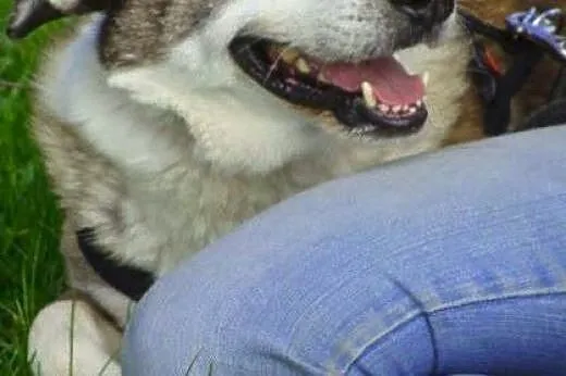 Jacky ma tylko jedno oczko i troszkę boi się świat