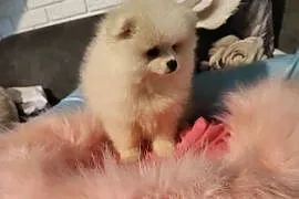 Pomeraniany suczki