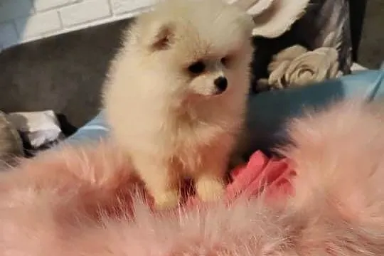 Pomeraniany suczki