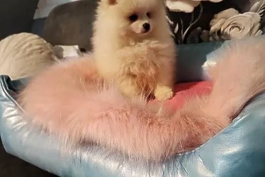 Pomeraniany suczki, Dolnośląskie, Bolesławiec