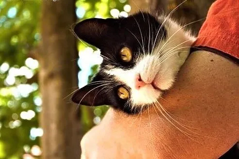 Pendolino - cudowna koteczka :),  warmińsko-mazurs