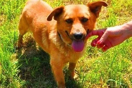 RUDEK - cudowny, mały 8 kg psiak do adopcji,  mazo